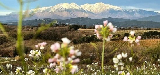 Terrain à bâtir à Vinça, Occitanie